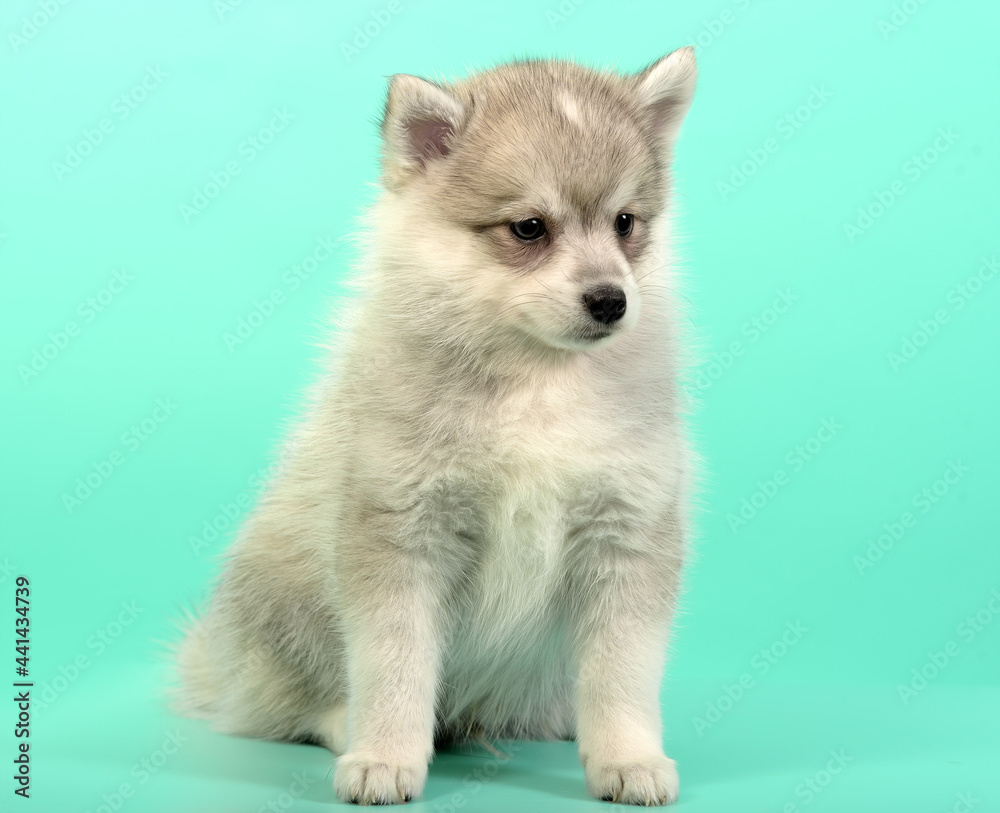 Obraz premium Husky puppy on the background