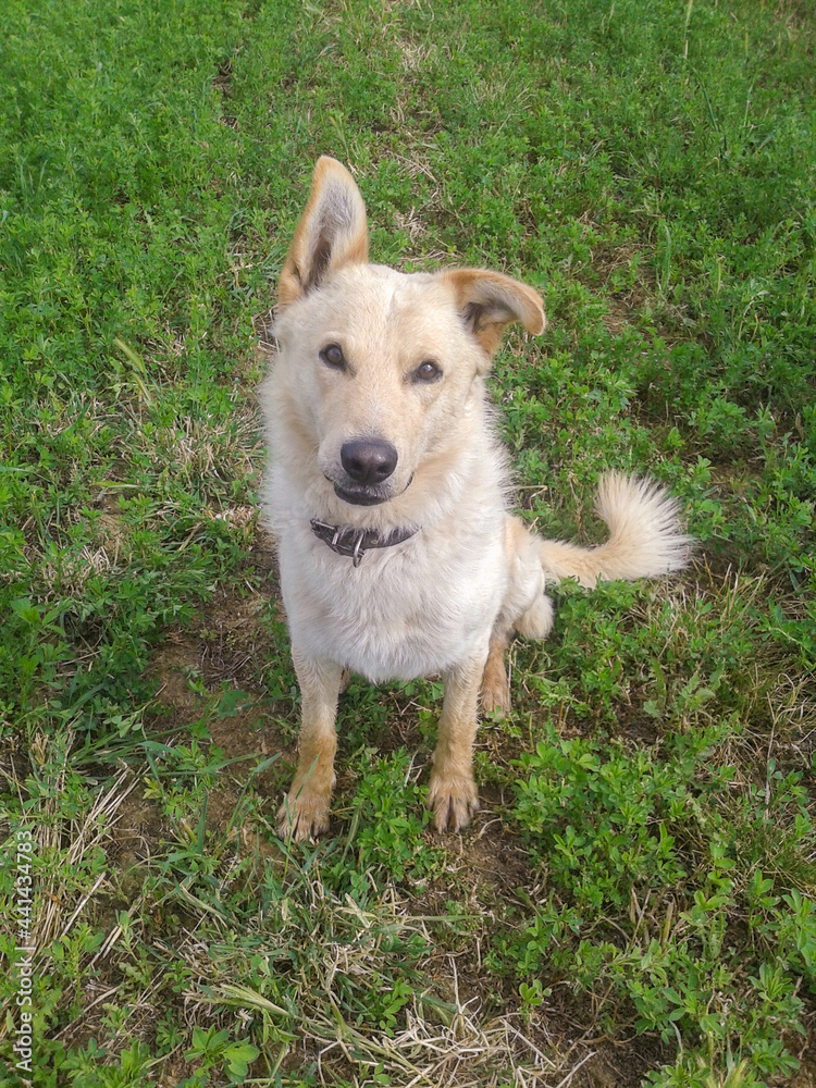 photo of a white dog sitting in the meadow, looking at camera