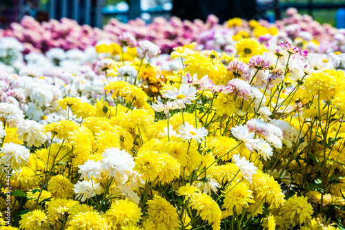 Close-up vivid multi color blossom of Chrysanthemum flower in garden. Beautiful blooming flowers fields background in spring season.