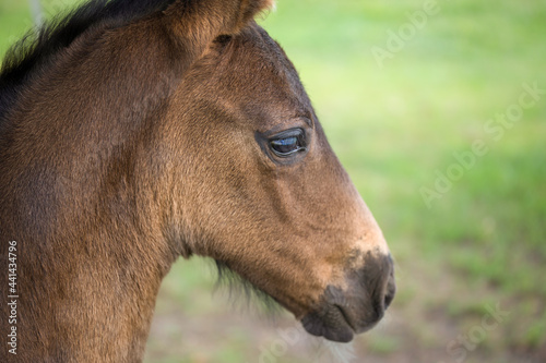 Portrait of the head of a brown foal in a meadow. A small month-old mare