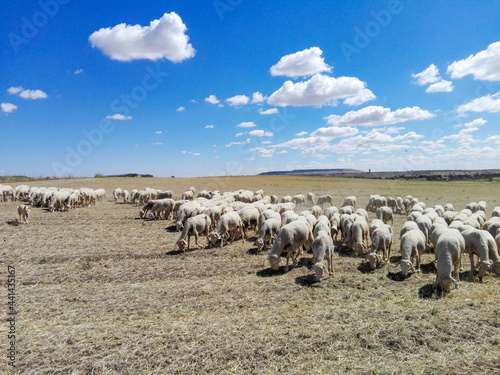 Flock of sheep in a field under fluffy clouds during the day