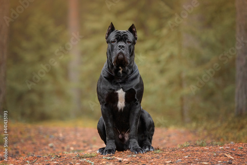 Fotografía Cane Corso in the park
