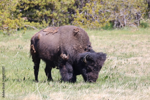 american bison in park national park, Yellowstone 