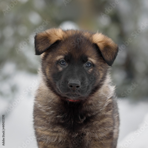 A German shepherd puppy on the street © Irina