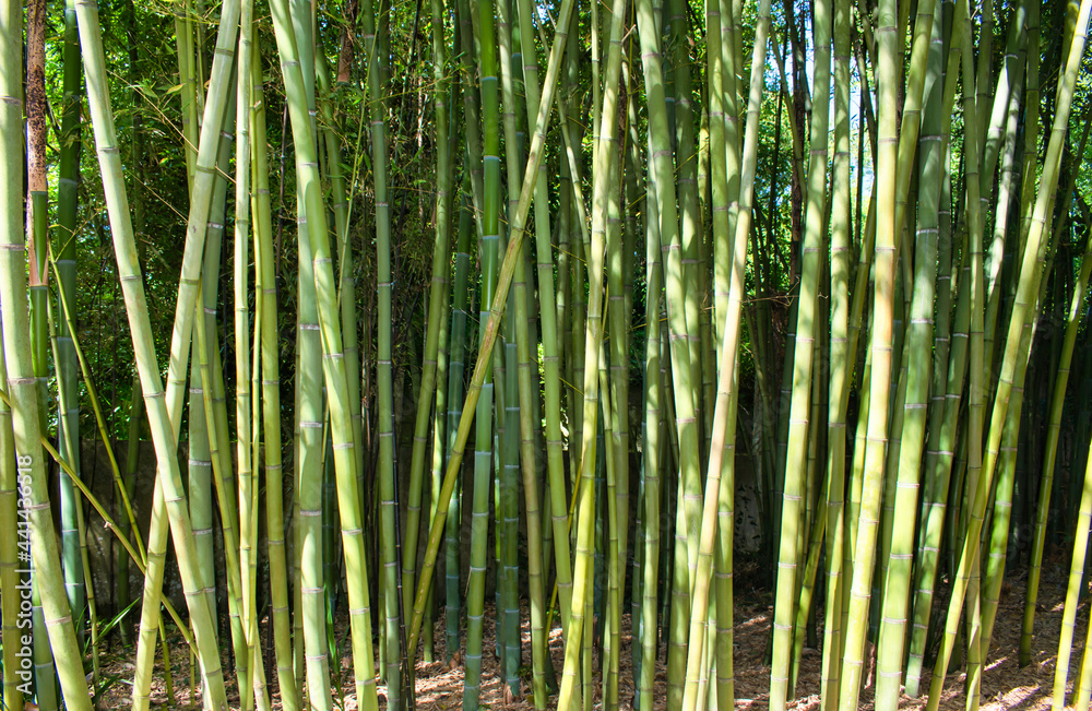 Troncos de bambú gigante de china Phyllostachys Vivax en el jardín botánico de Vigo, España Troncos de bambú gigante de china Phyllostachys Vivax en el jardín botánico de Vigo, España