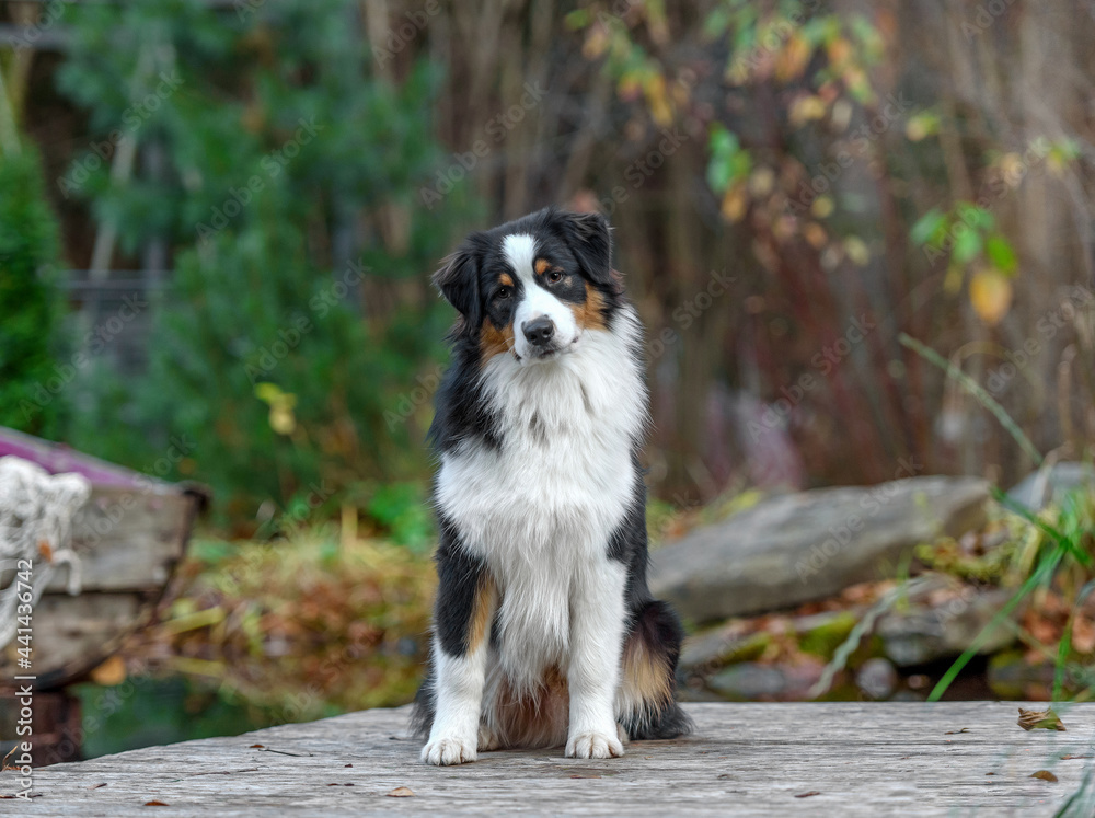 Aussie in the autumn park