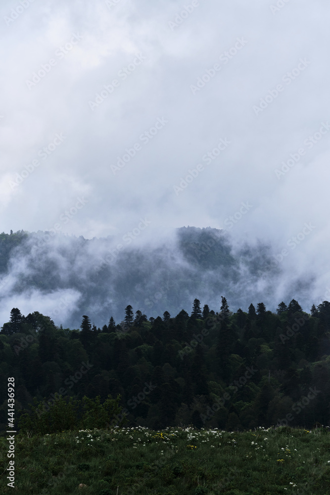 Forest and mountains in fog in cloudy weather. Cloud envelops dense coniferous deciduous forest. Beautiful atmospheric mystical landscape in National Park of Russia. Forest and mountains in fog in cloudy weather. Cloud envelops dense coniferous deciduous forest. Beautiful atmospheric mystical landscape in National Park of Russia.