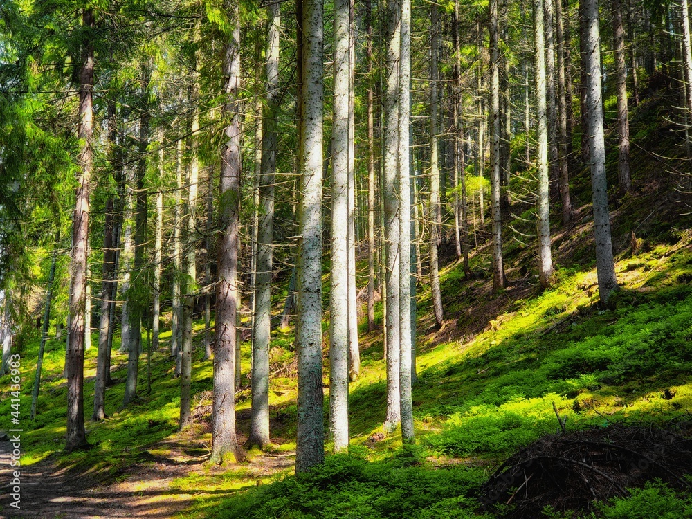Fototapeta premium Sunny coniferous forest in the morning. Beautiful green forest in the mountains. Summer landscape.
