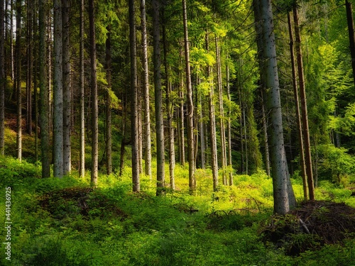 Sunny coniferous forest in the morning. Beautiful green forest in the mountains. Summer landscape. 