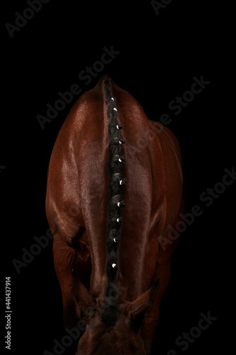 Crop chestnut horse with creative mane on black background photo