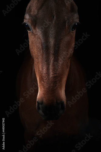 Brown horse looking at camera on black background photo