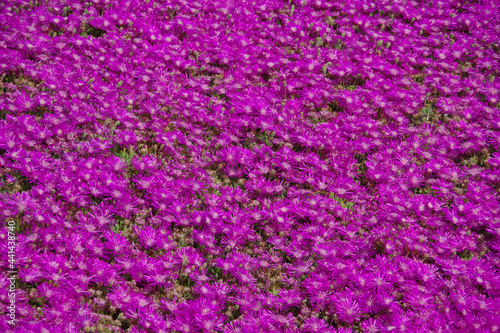 Full frame view of a field of purple midday flowers in bloom