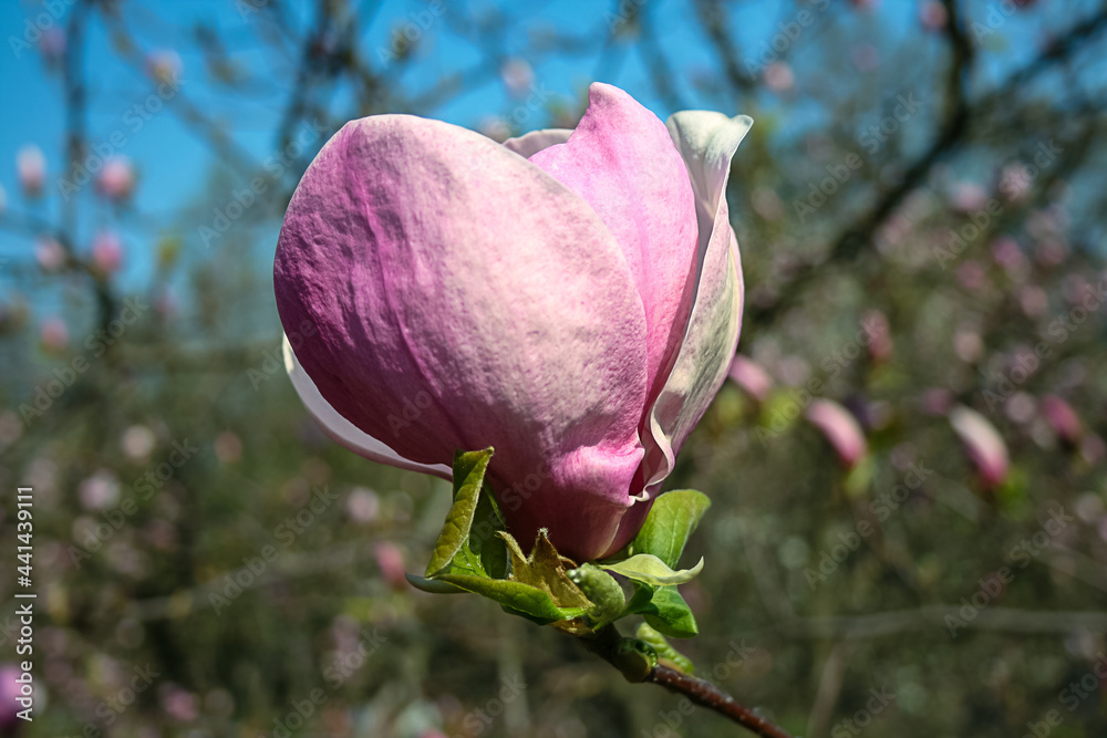 Fototapeta premium Pink magnolia blossom. Blooming magnolia in spring.
