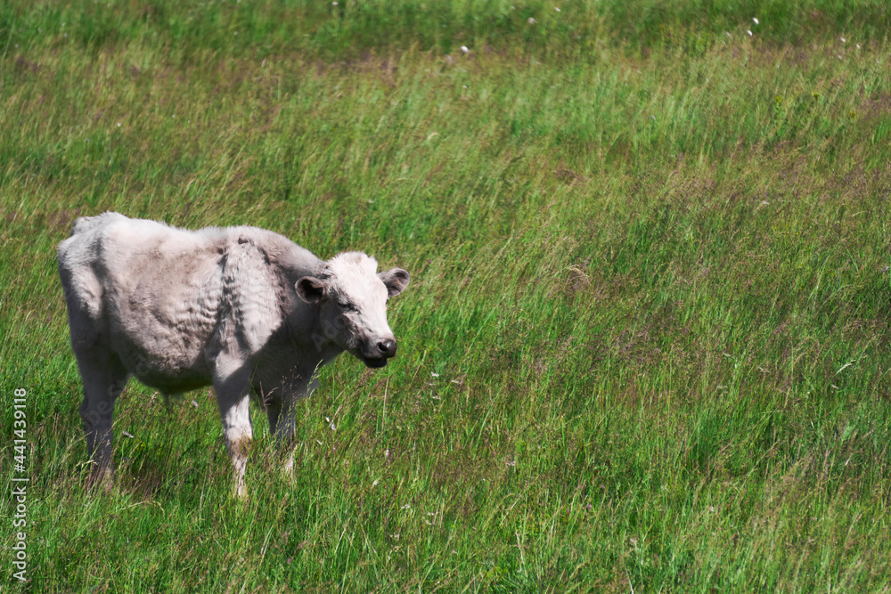 white calf among the grass in the meadow white calf among the grass in the meadow