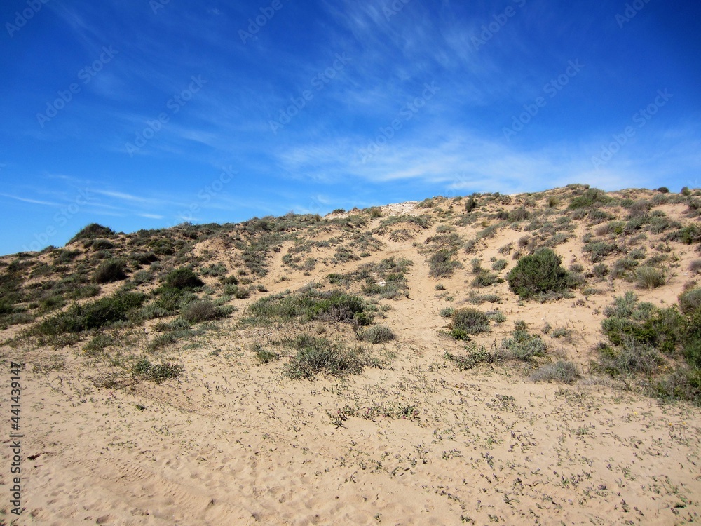 sand dune with mediterranean vegetation