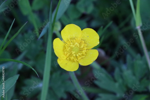 Close up Image of a Buttercup, County Durham, England, UK.