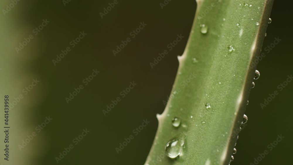 drop water on aloe vera  