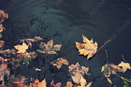 autumn leaves in the water