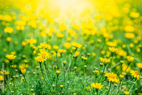 Fototapeta Naklejka Na Ścianę i Meble -  Field of beauty yellow Dahlberg daisy in the garden. Beautiful blooming flowers fields background in spring season. Flower Wallpaper background