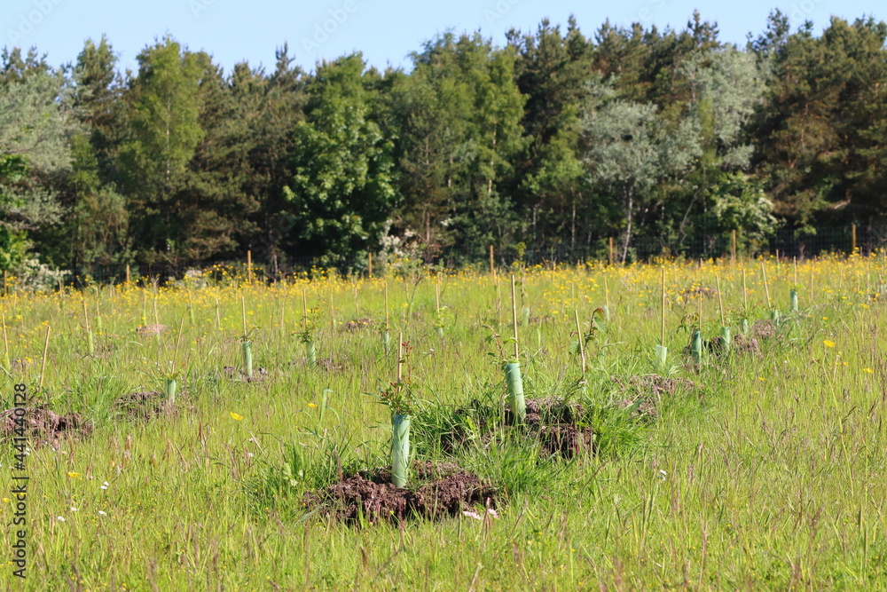 Rows of newly planted Trees in a Nature Reserve, County Durham, England, UK. Rows of newly planted Trees in a Nature Reserve, County Durham, England, UK.