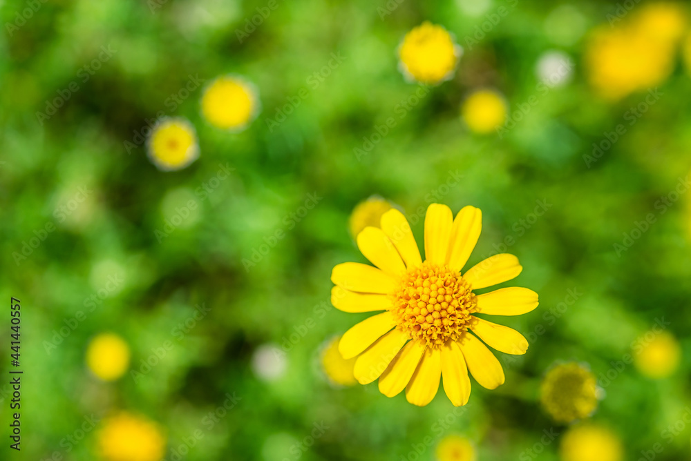 Field of beauty yellow Dahlberg daisy in the garden. Beautiful blooming flowers fields background in spring season. Flower Wallpaper background Field of beauty yellow Dahlberg daisy in the garden. Beautiful blooming flowers fields background in spring season. Flower Wallpaper background