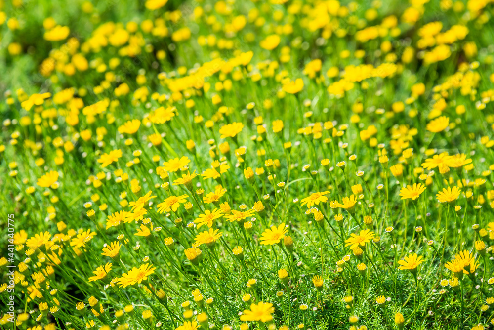 Field of beauty yellow Dahlberg daisy in the garden. Beautiful blooming flowers fields background in spring season. Flower Wallpaper background