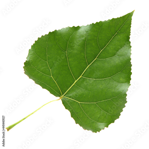 Poplar leaf on white background