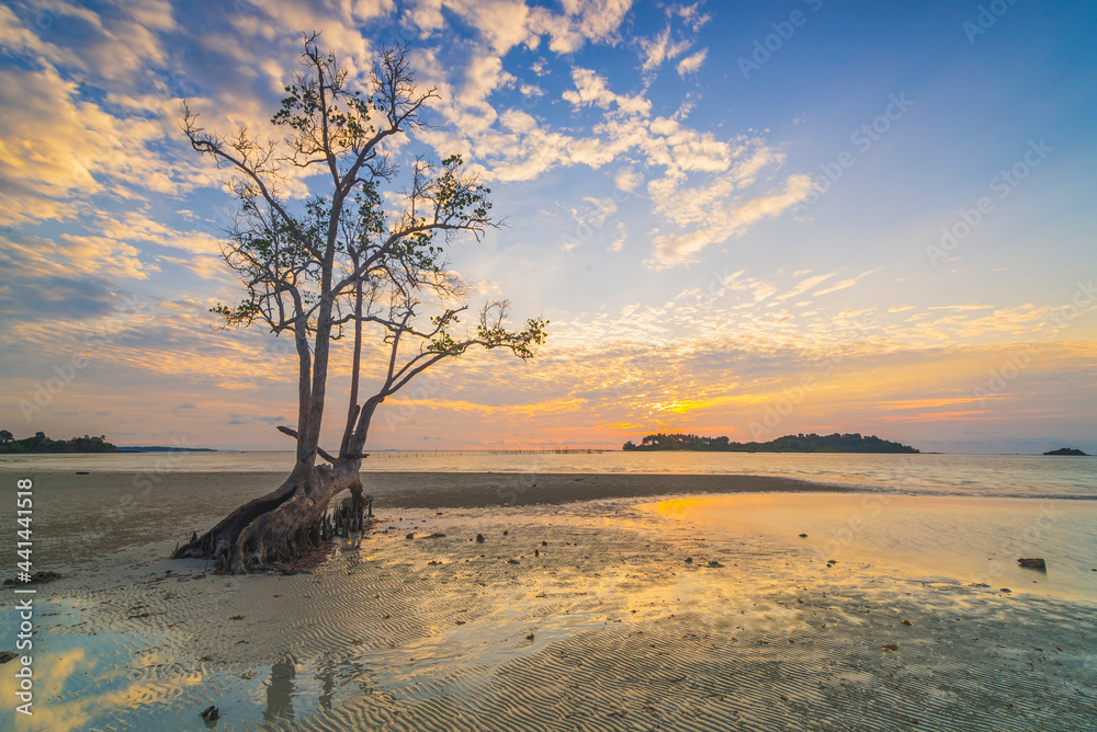 Beauty sunrise  rock and mangrove tree   in batam island