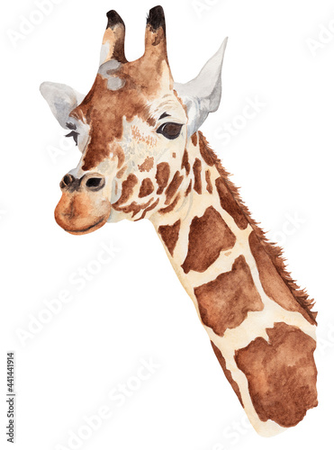 Watercolor illustration. Portrait of a giraffe. Safari. Artiodactyl mammal. Isolated on a white background.