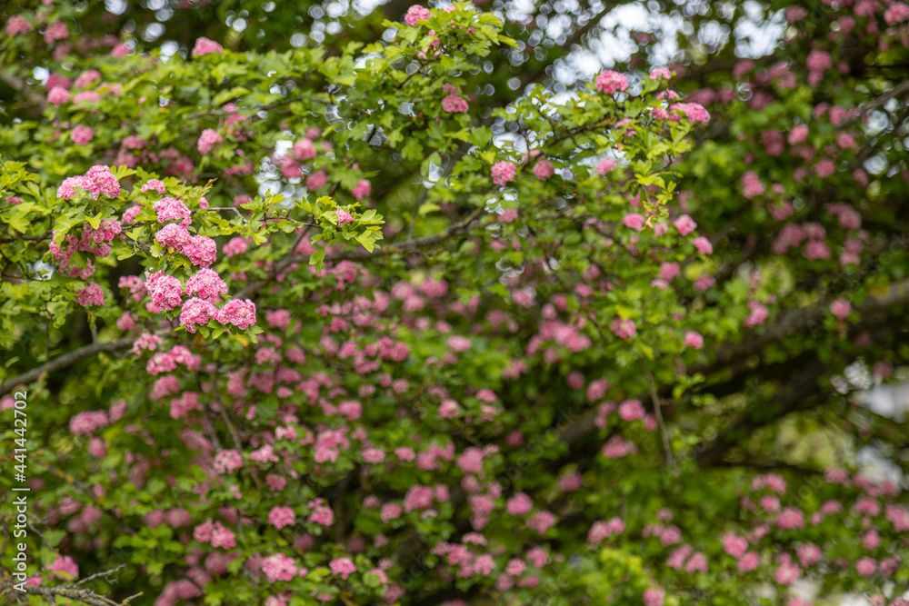 Crataegus laevigata, known as the midland hawthorn, English hawthorn, woodland hawthorn or mayflower during springtime blossom. Closeup on a tree branches.