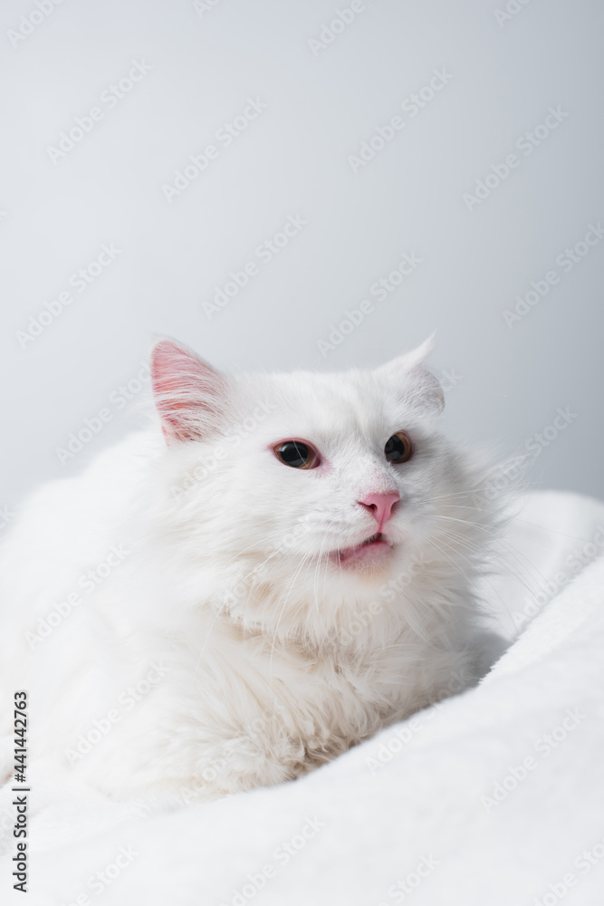 fluffy cat on soft blanket isolated on grey
