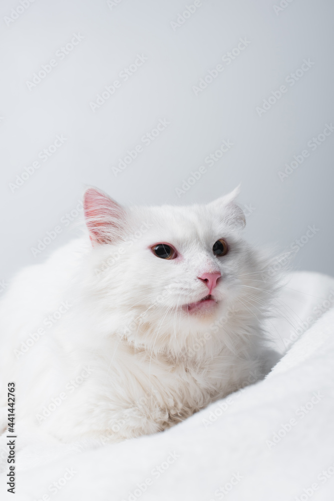 fluffy cat on soft blanket isolated on grey fluffy cat on soft blanket isolated on grey