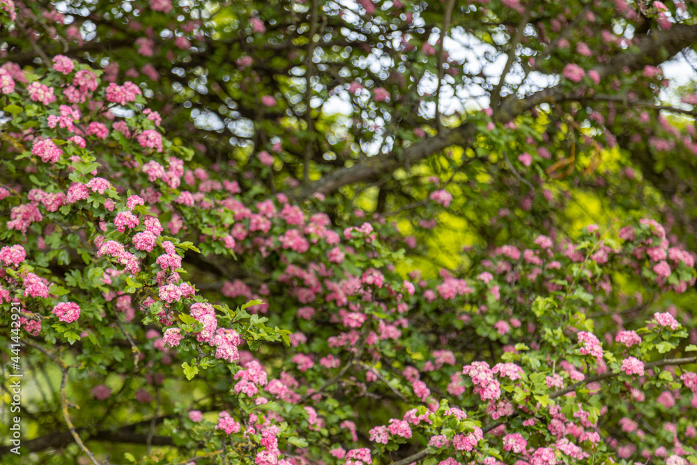 Crataegus laevigata, known as the midland hawthorn, English hawthorn, woodland hawthorn or mayflower during springtime blossom. 