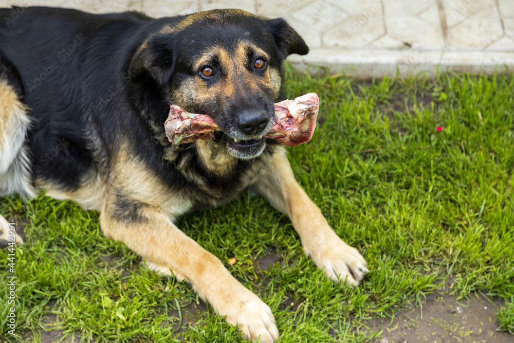 The dog chews a large raw beef bone. Young shepherd dog lies on a grass and enjoys a tasty piece of meat. Natural food useful for dogs and dental health. Pet treats favorite food