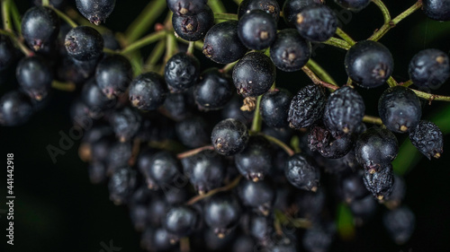 Healthy elder berries fruit
