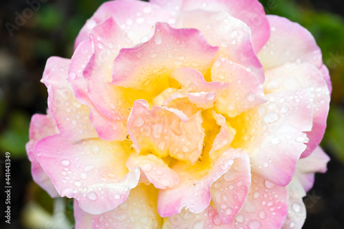 rose pinkish yellow in dew