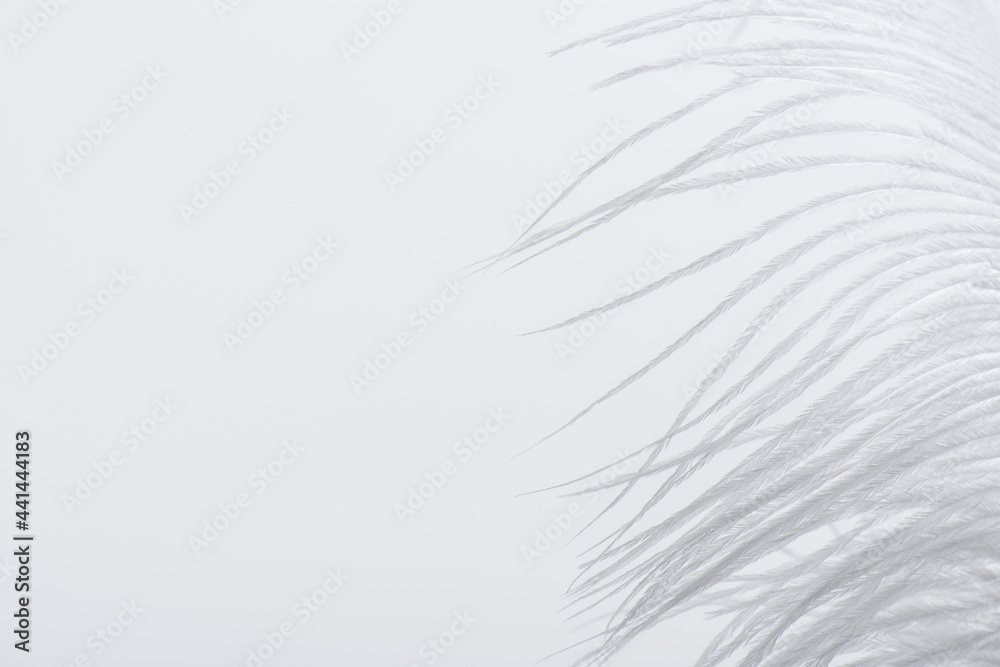 weightless and soft feather isolated on white with copy space weightless and soft feather isolated on white with copy space