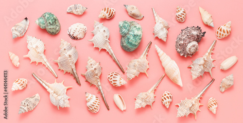 Different kind of seashells and sea snails top view on the pink background, summertime banner photo
