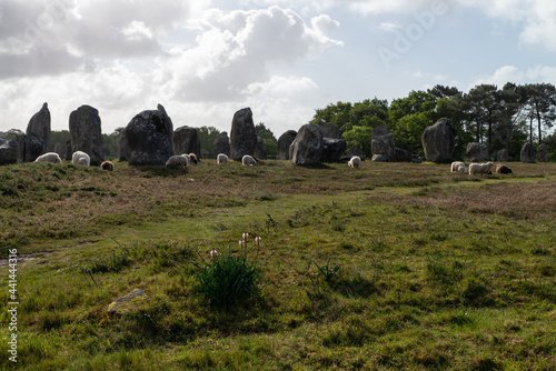 Moutons paissant au milieu des alignements mégalithiques de menhirs de Carnac, Morbihan, Bretagne, France photo