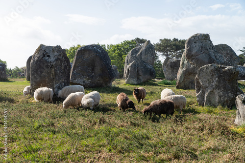 Moutons paissant au milieu des alignements mégalithiques de menhirs de Carnac, Morbihan, Bretagne, France photo