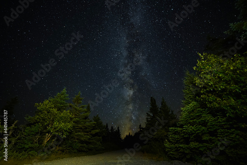 milky way in forest