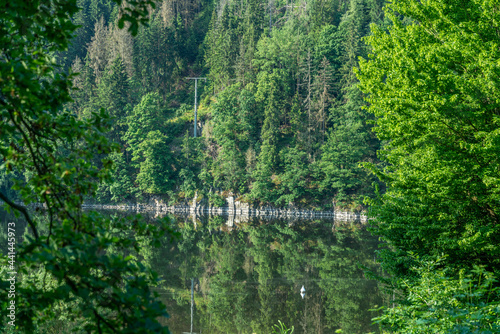 river in the woods