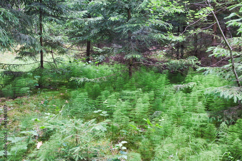 Fototapeta premium Nahaufnahme von Wald-Schachtelhalm (Equisetum sylvaticum) auf dem Waldboden in einem Nadelwald, Thüringen, Deutschland