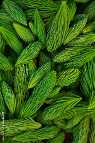 Close up of pine tips texture