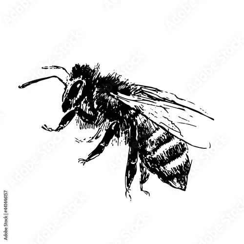 hand drawn bee sketch black honey vector illustration