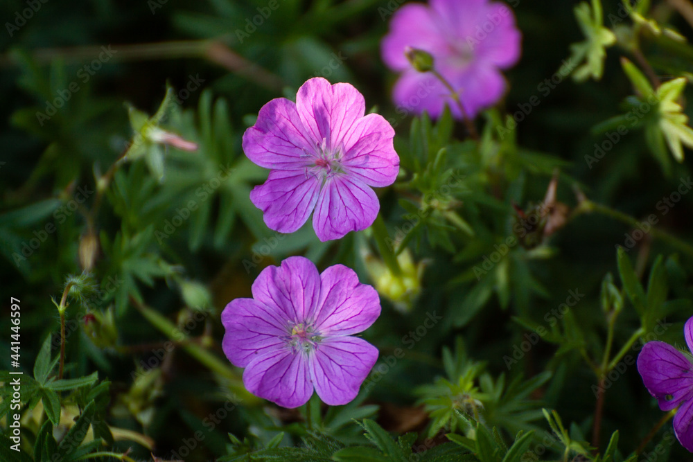 Geranium sanguineum bloody crane's-bill flower Geranium sanguineum bloody crane's-bill flower
