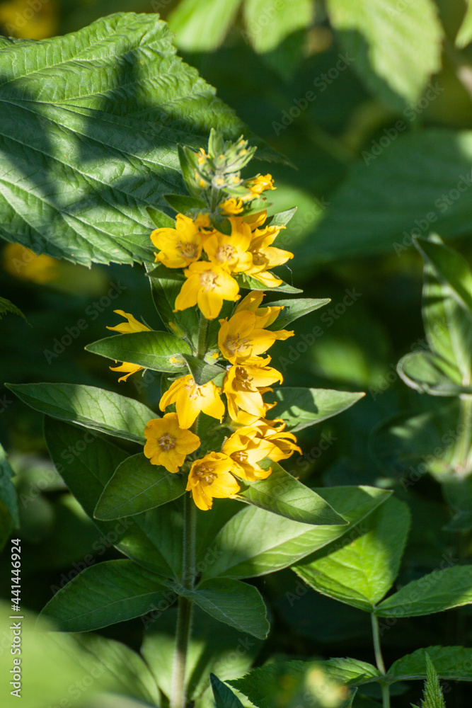 Lysimachia punctata, the dotted loosestrife Lysimachia punctata, the dotted loosestrife