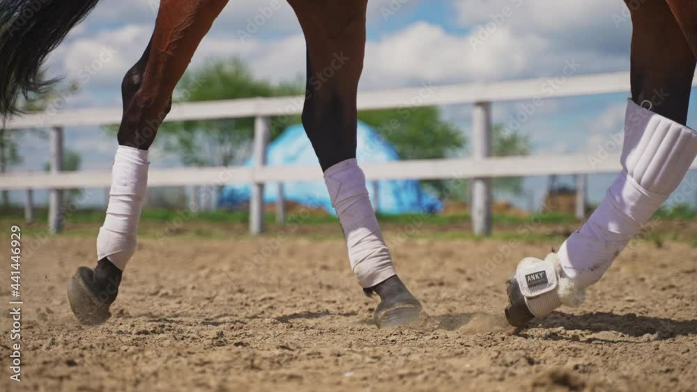 Close-up view of legs of the Bay horse wearing white stockings. A Horse with stockings running with a rider on its back. Wooden fence in the background against the grass. Close-up view of legs of the Bay horse wearing white stockings. A Horse with stockings running with a rider on its back. Wooden fence in the background against the grass.