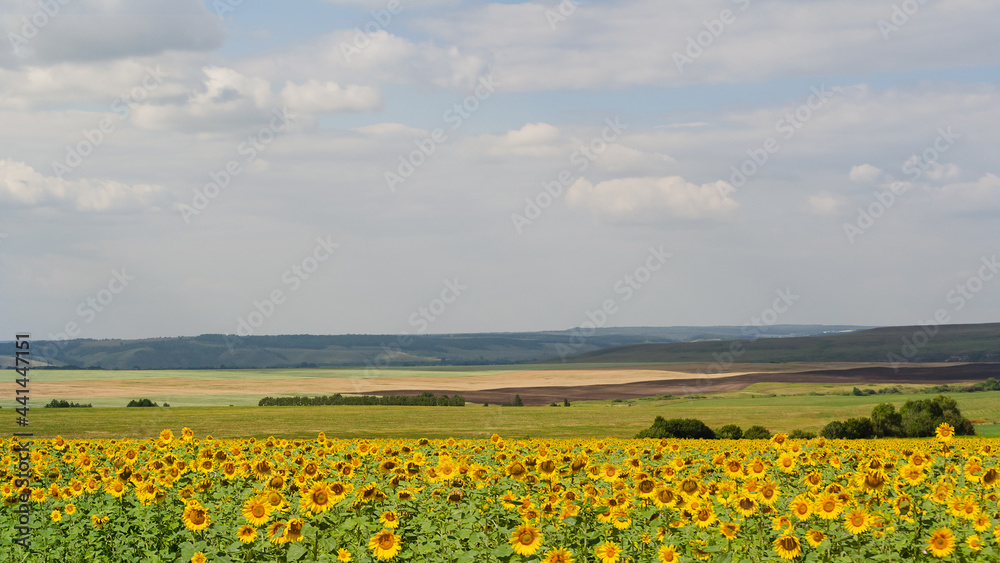 Summer landscape with different fields, hills and a cloudy sky