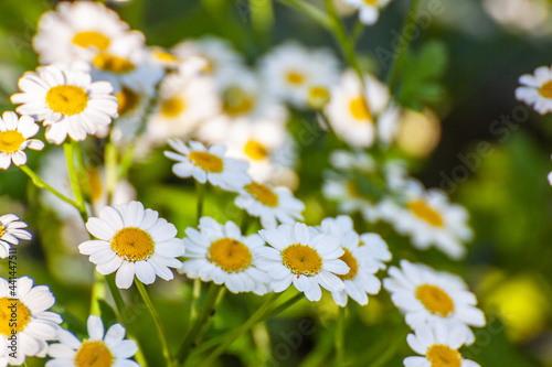 Tanacetum parthenium, known as feverfew photo